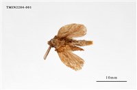 藏品(腎毒蛾)的圖片